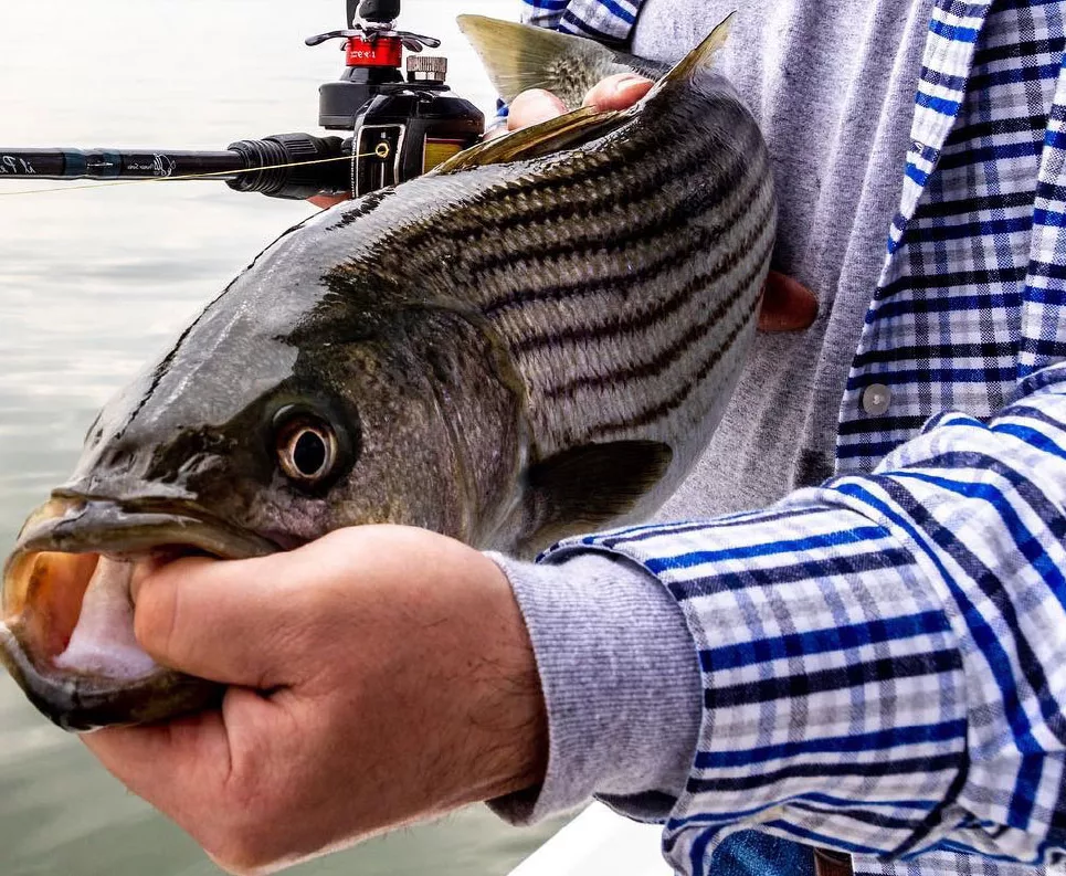 fisherman holding fresh caught striped bass