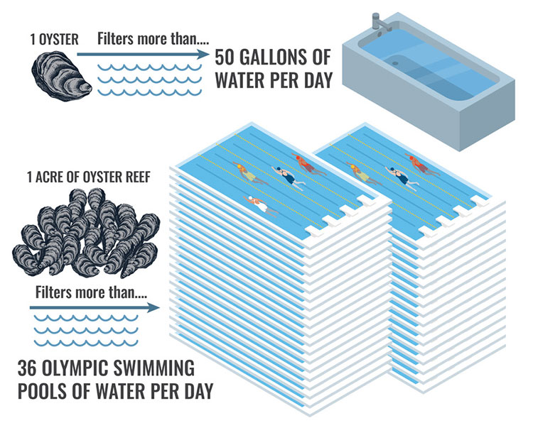 Conserving_Oyster-Reefs_oyster_filterong_graphic