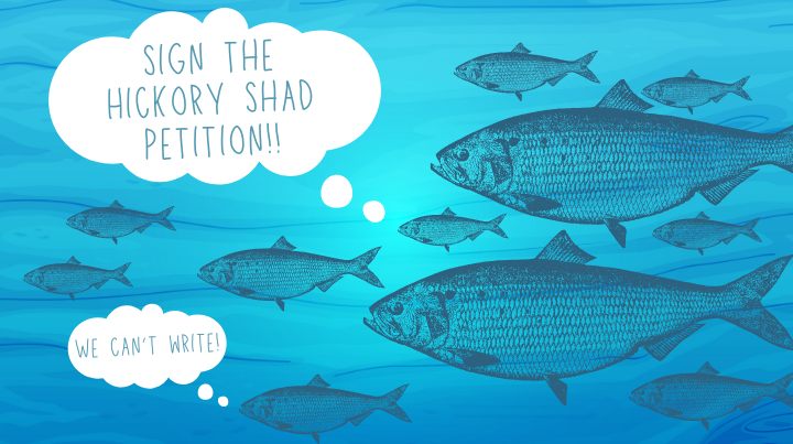 Conservation Minded Virginians Call for Hickory Shad Protections